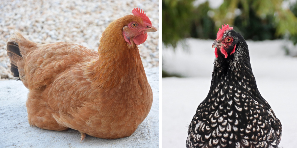 Blog-proc-je-zatepleny-kurnik-tak-dulezity_2